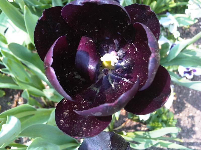 El tulipán negro (novela) - Wikipedia, la enciclopedia libre