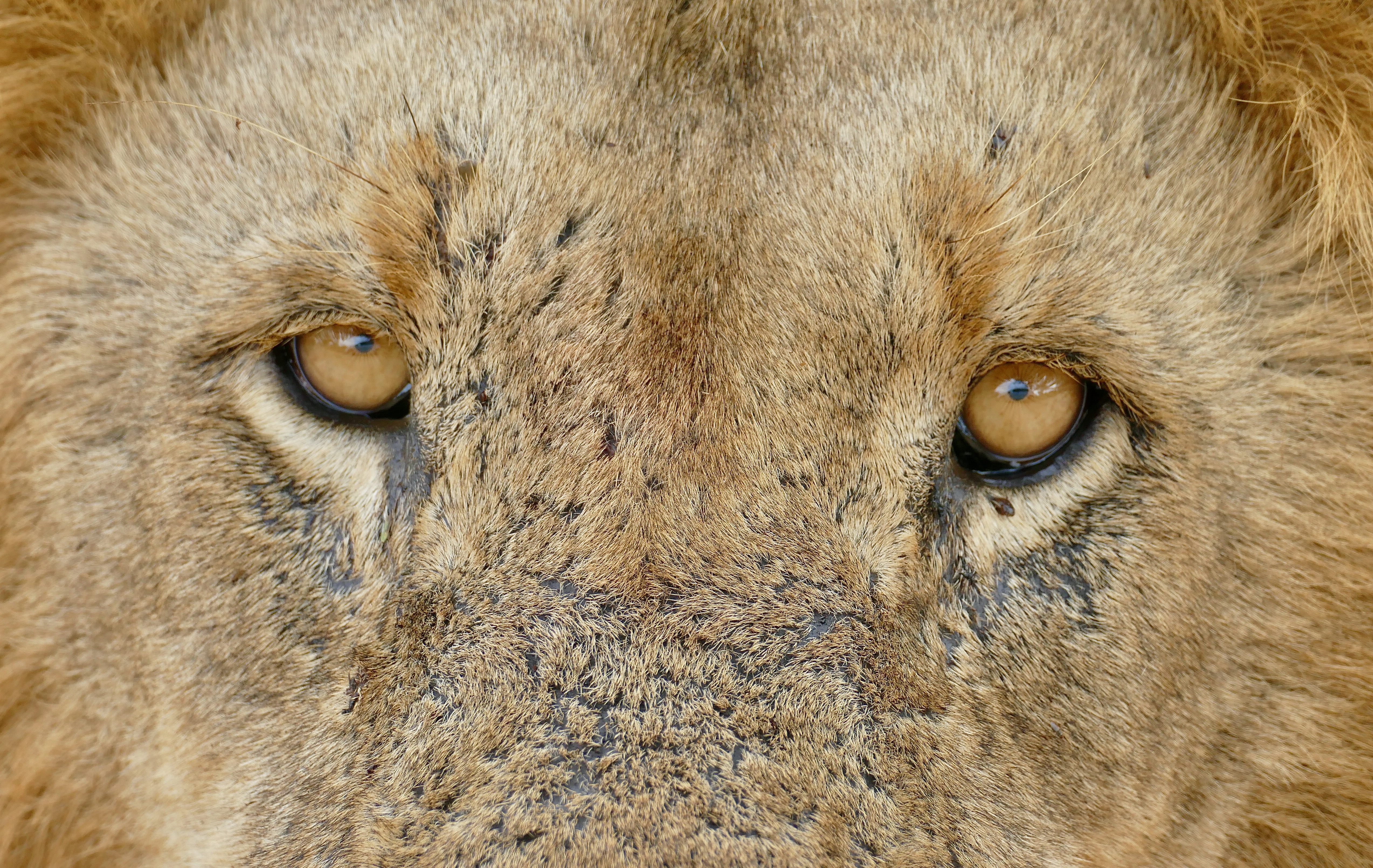 Golden leon. Капский Лев (Panthera Leo melanochaita). Leo Gold write.