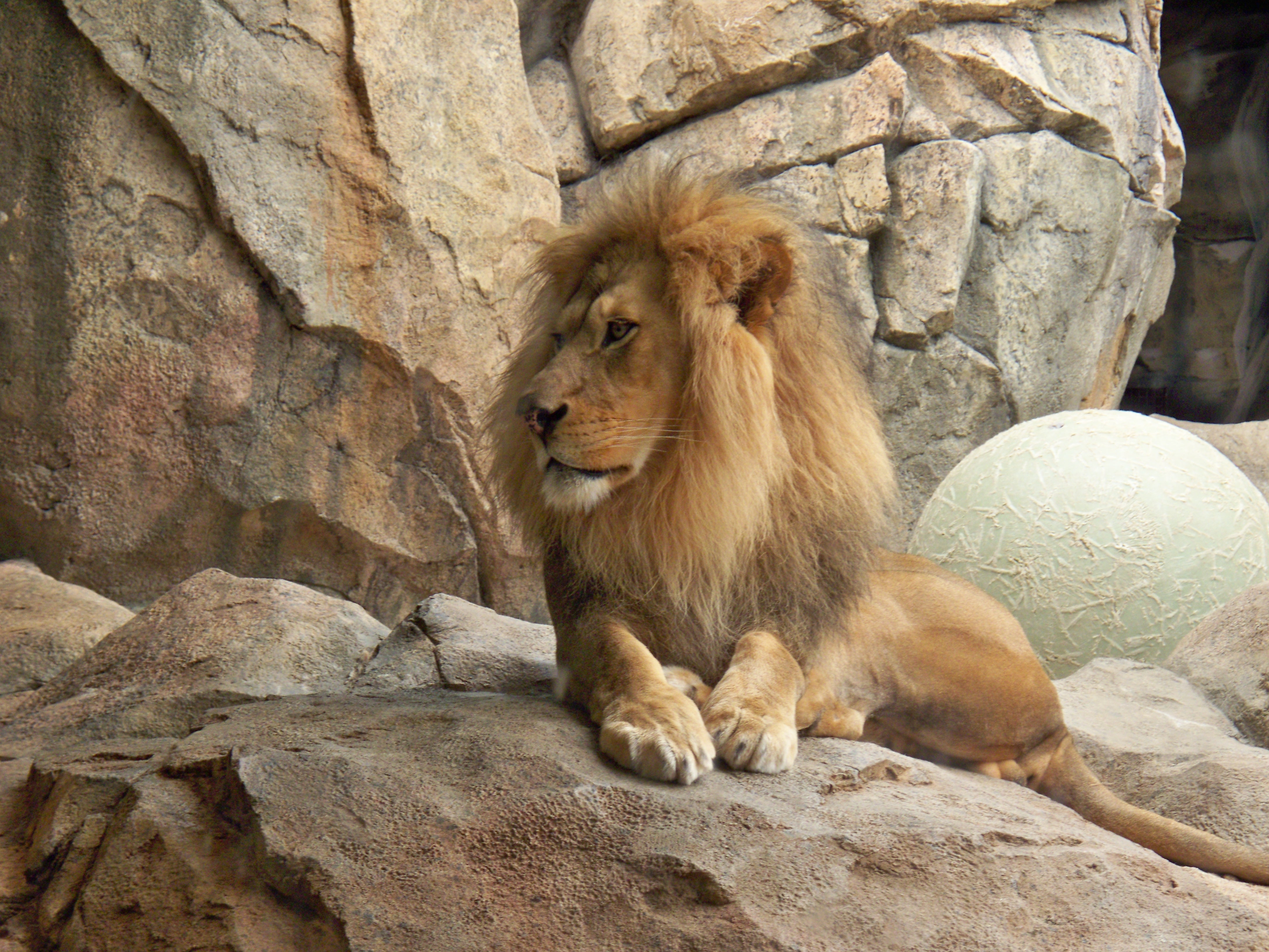 File Lion Milwaukee County Zoo II
