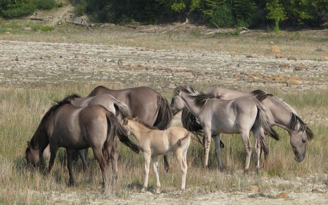 File:Mares and foals at the Ravenseyrie Sorraia Mustang Preserve.jpg