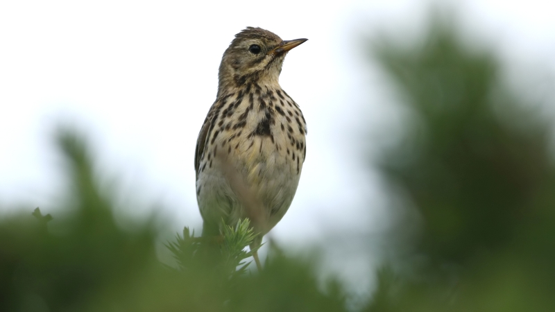 File:Meadow Pipit (Anthus pratensis) (8).jpg