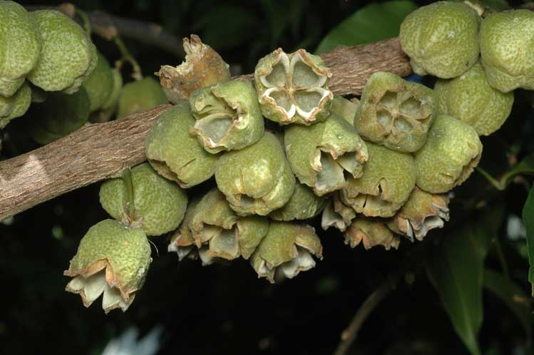 File:Melicope rubra fruit.jpg