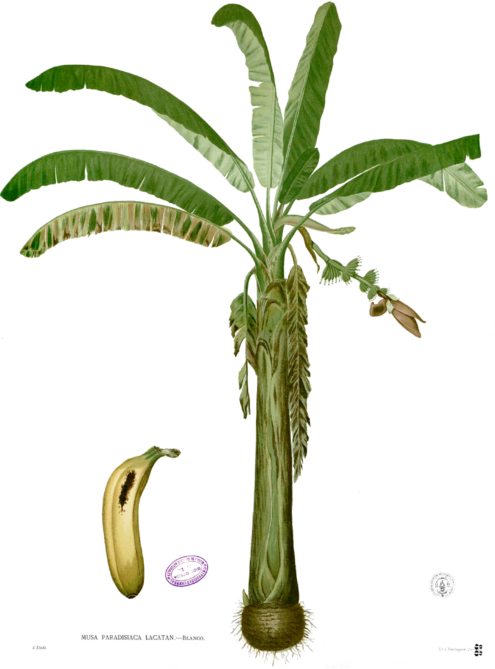 banana tree drawing png