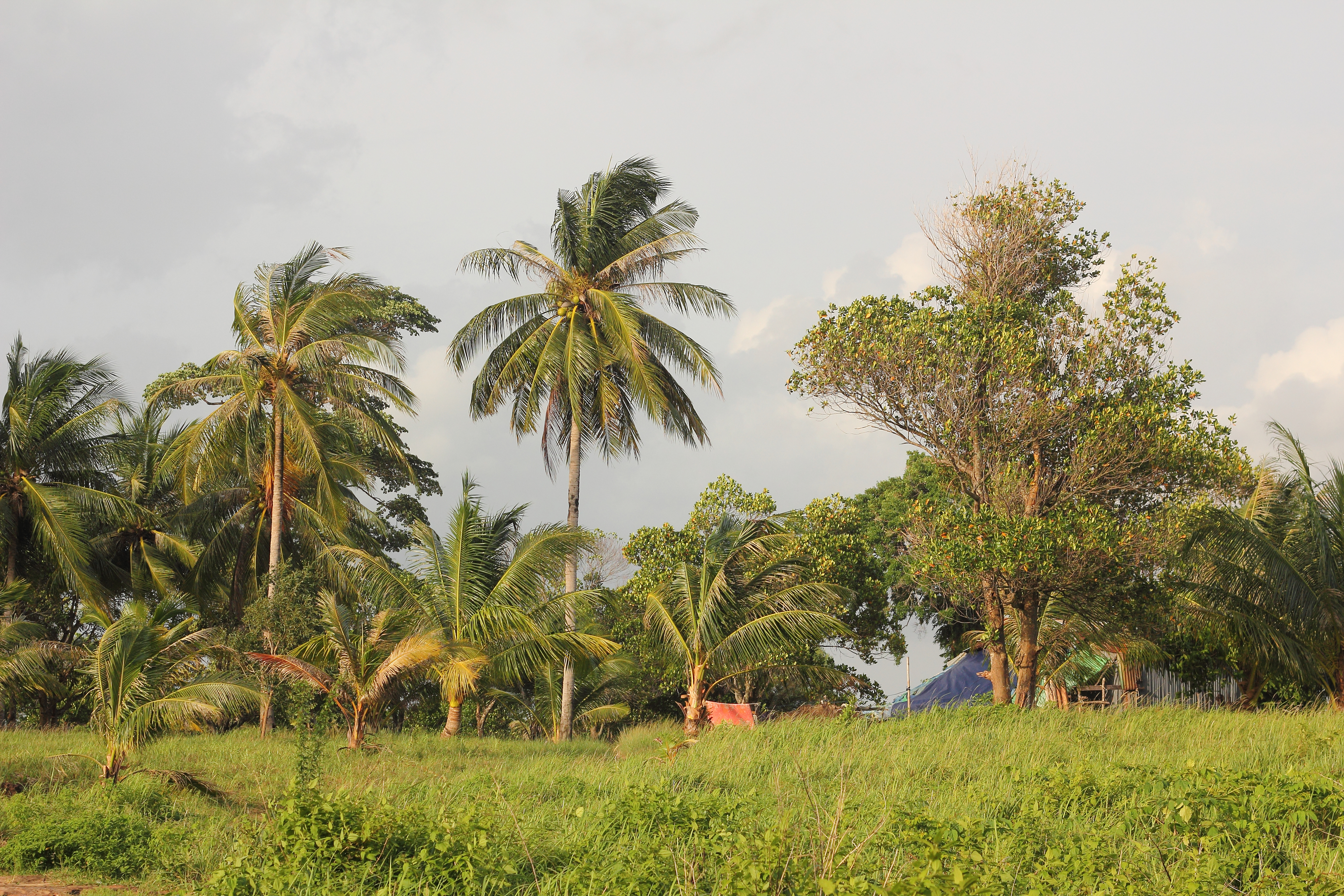 File:Nature of Cambodia. trees.jpg - Wikimedia Commons