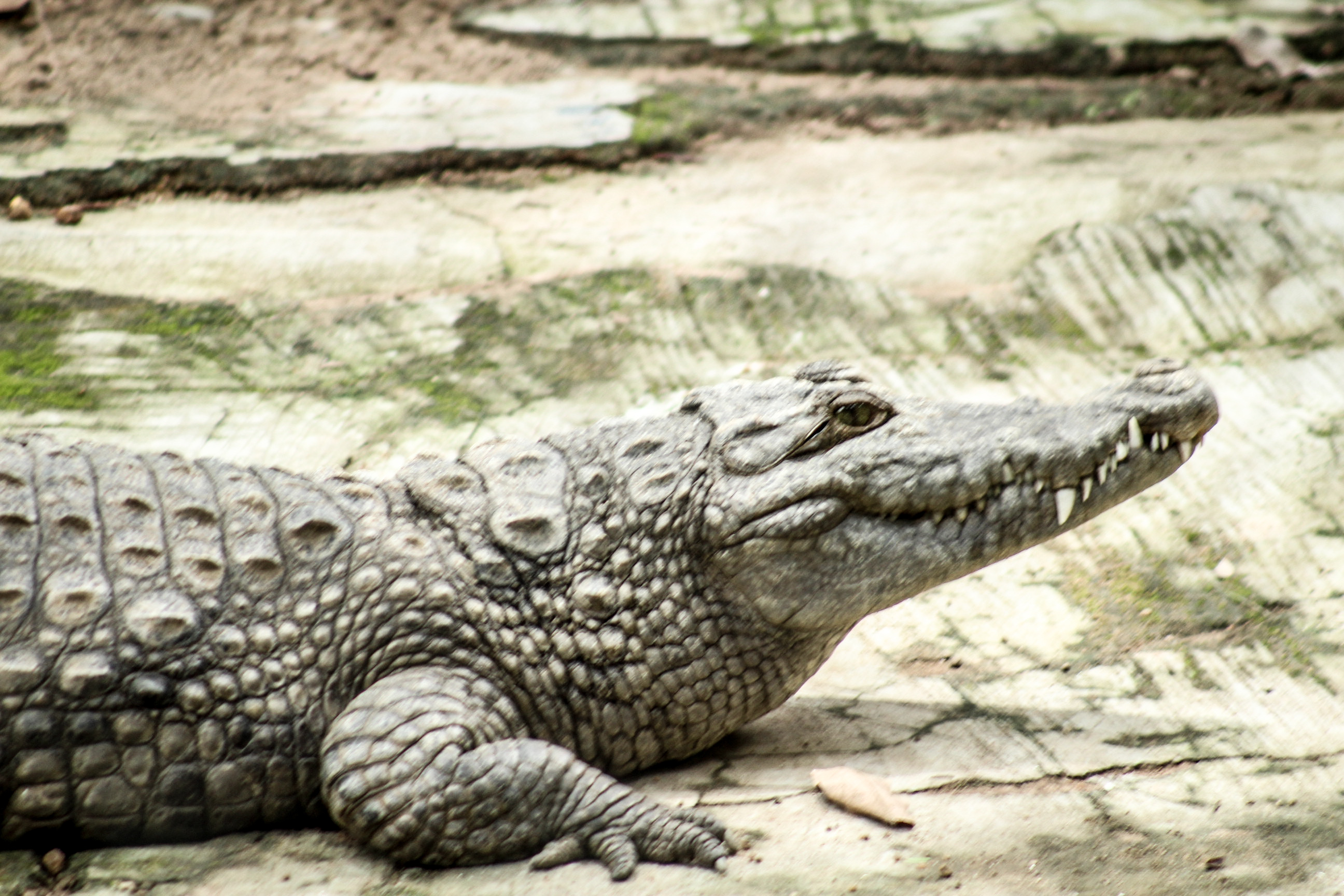 Нильский крокодил относится к пресмыкающимся. Нильский крокодил Crocodylus niloticus. Нильский крокодил лапы. Нильские крокодилы рост.