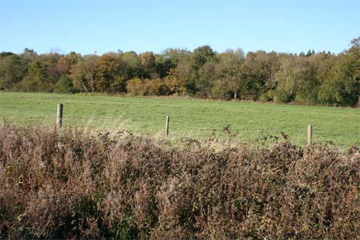 Nocton Wood - geograph.org.uk - 276137