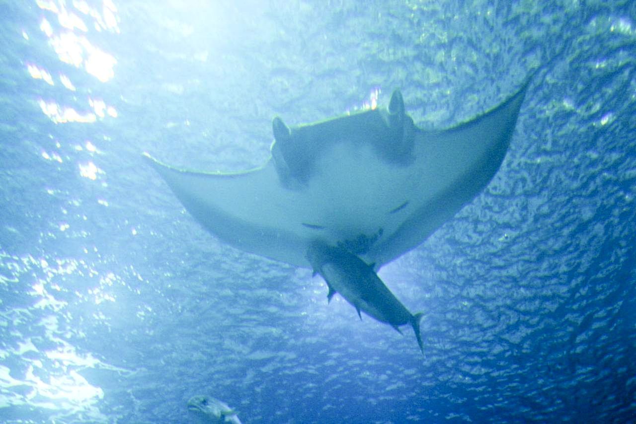 File:Ocean underwater fish.jpg - Wikimedia Commons