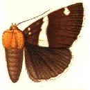 <i>Buzara infractafinis</i> Species of moth