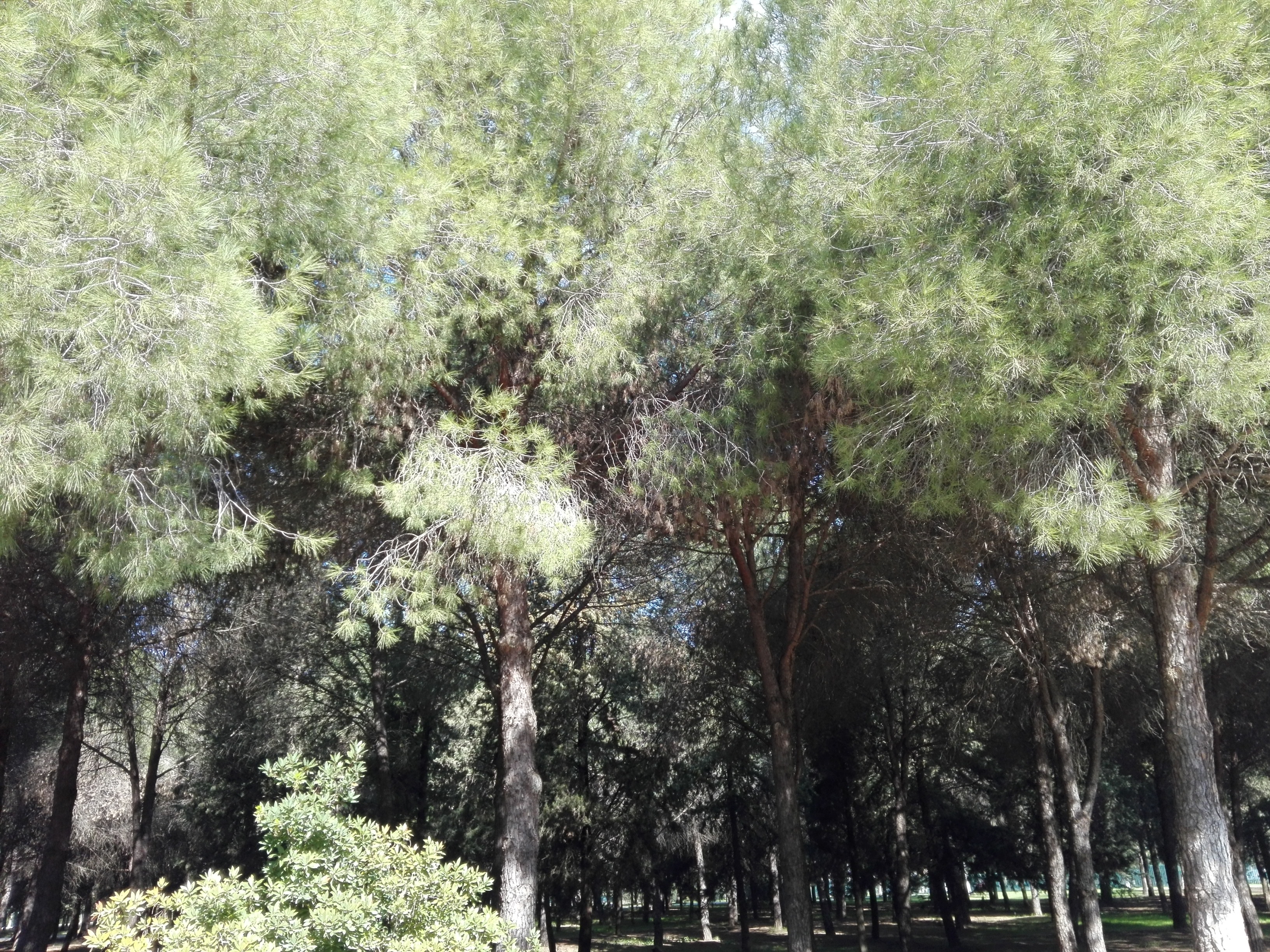 Parque Infanta Elena (Sevilla) 30