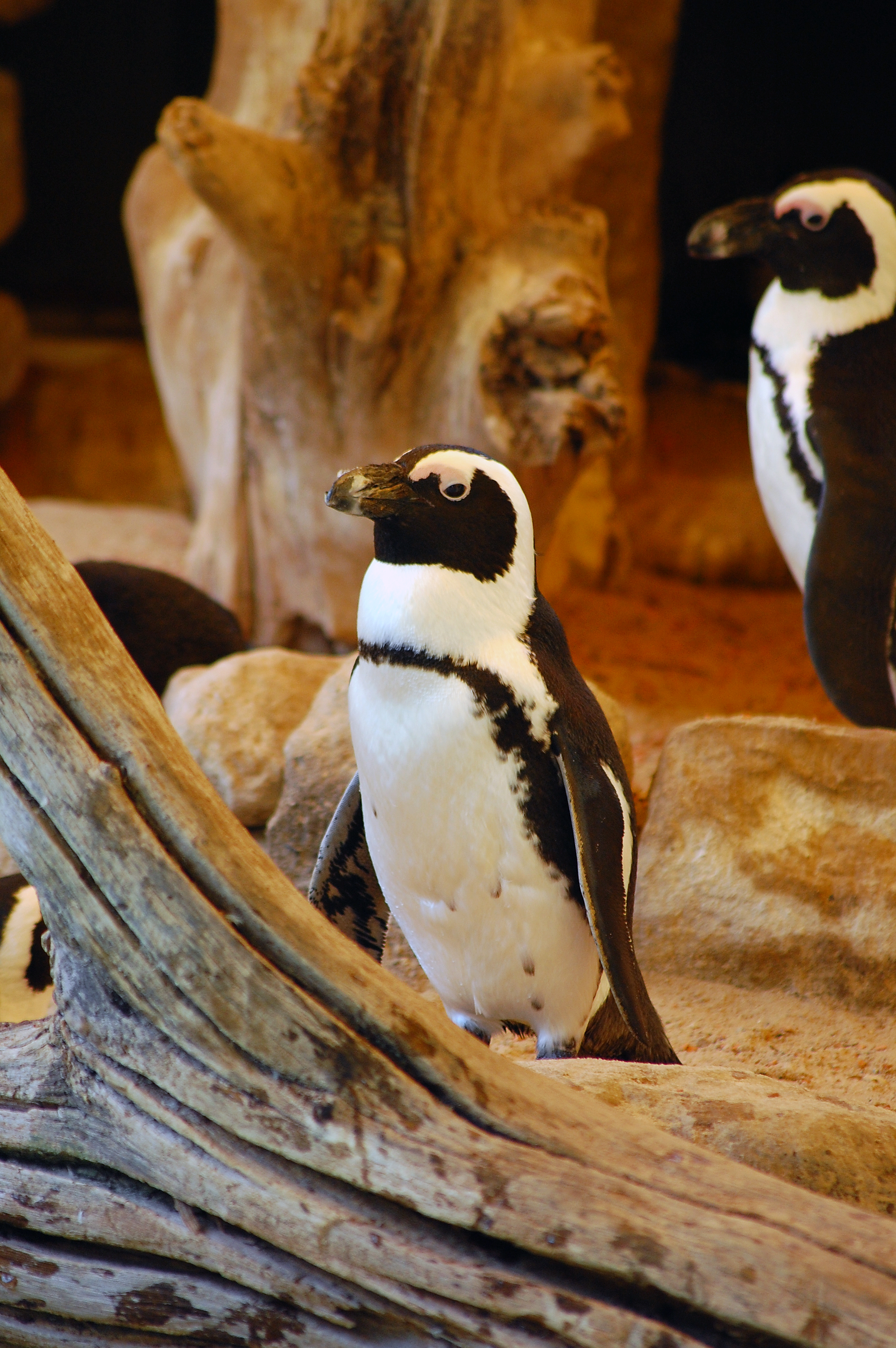 File Penguin Zoo Münster WIKIPEDIA