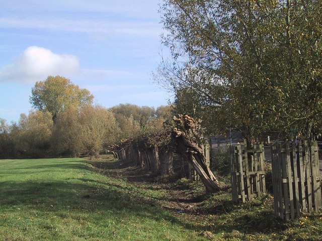 Pollarded trees on the edge of the Port Meadow - geograph.org.uk - 1555175