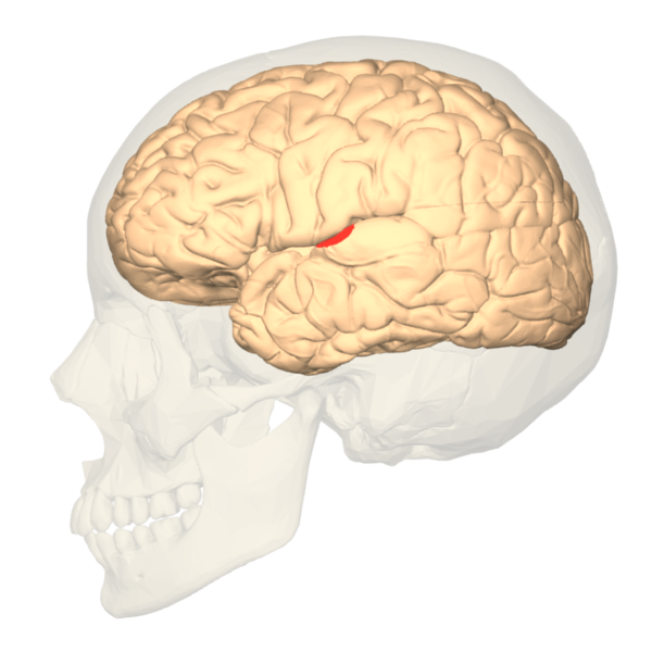 primary auditory cortex
