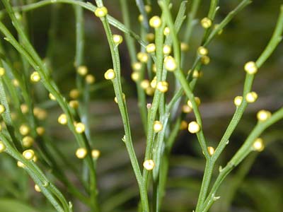 File:Psilotum.jpg