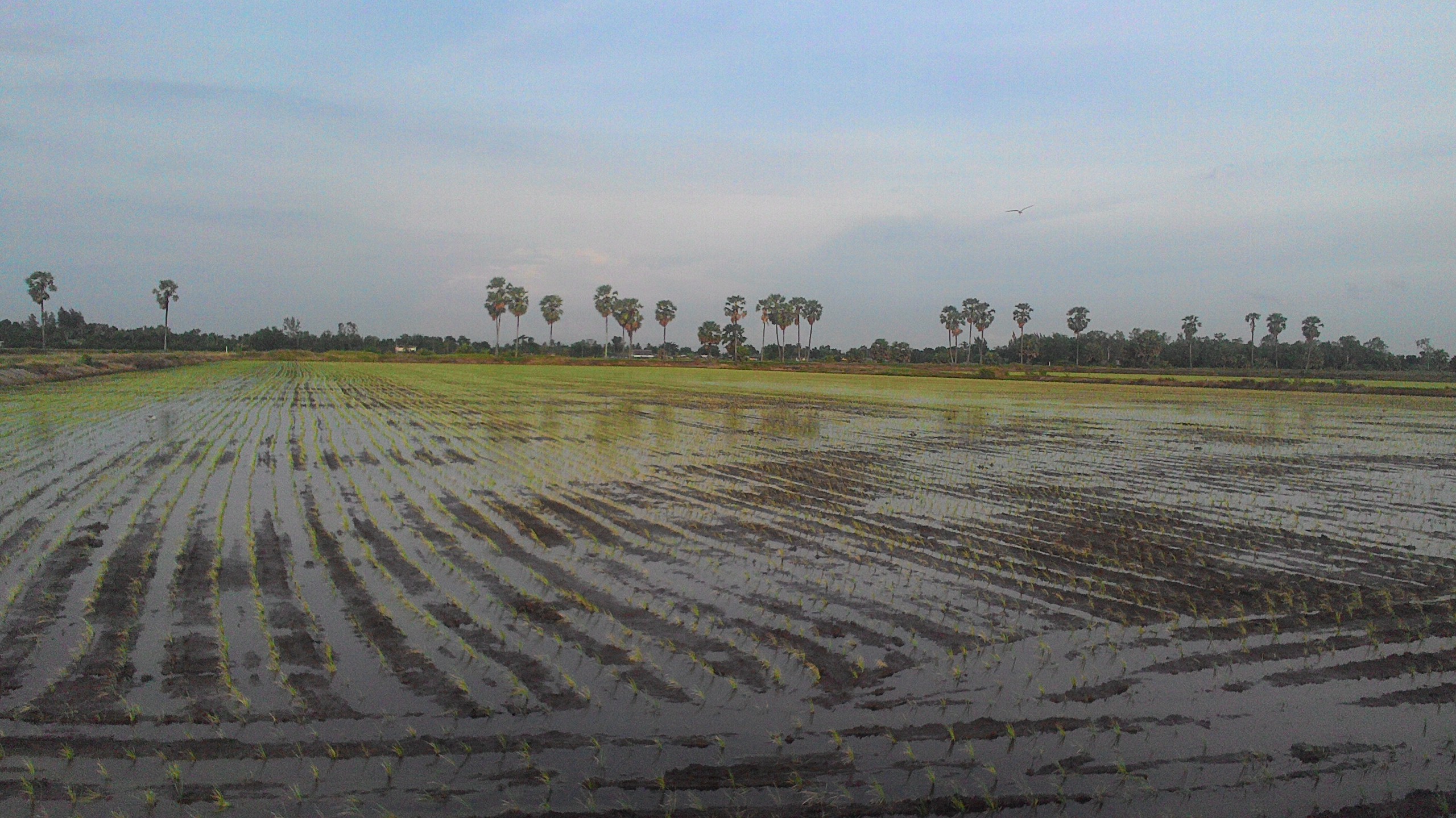 File Rangsit Thanyaburi District Pathum Thani Thailand Panoramio 10 Jpg Wikimedia Commons