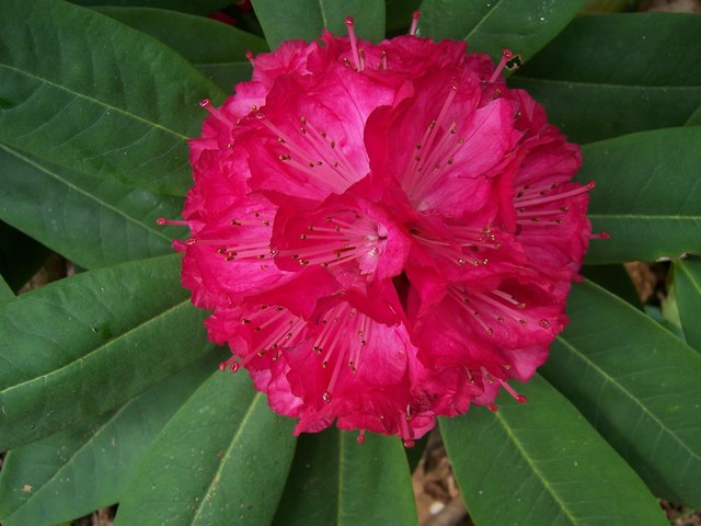 File:Rhododendron in Wayford Wood - geograph.org.uk - 450693.jpg