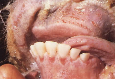 File:Rinderpest Gingiva.jpg