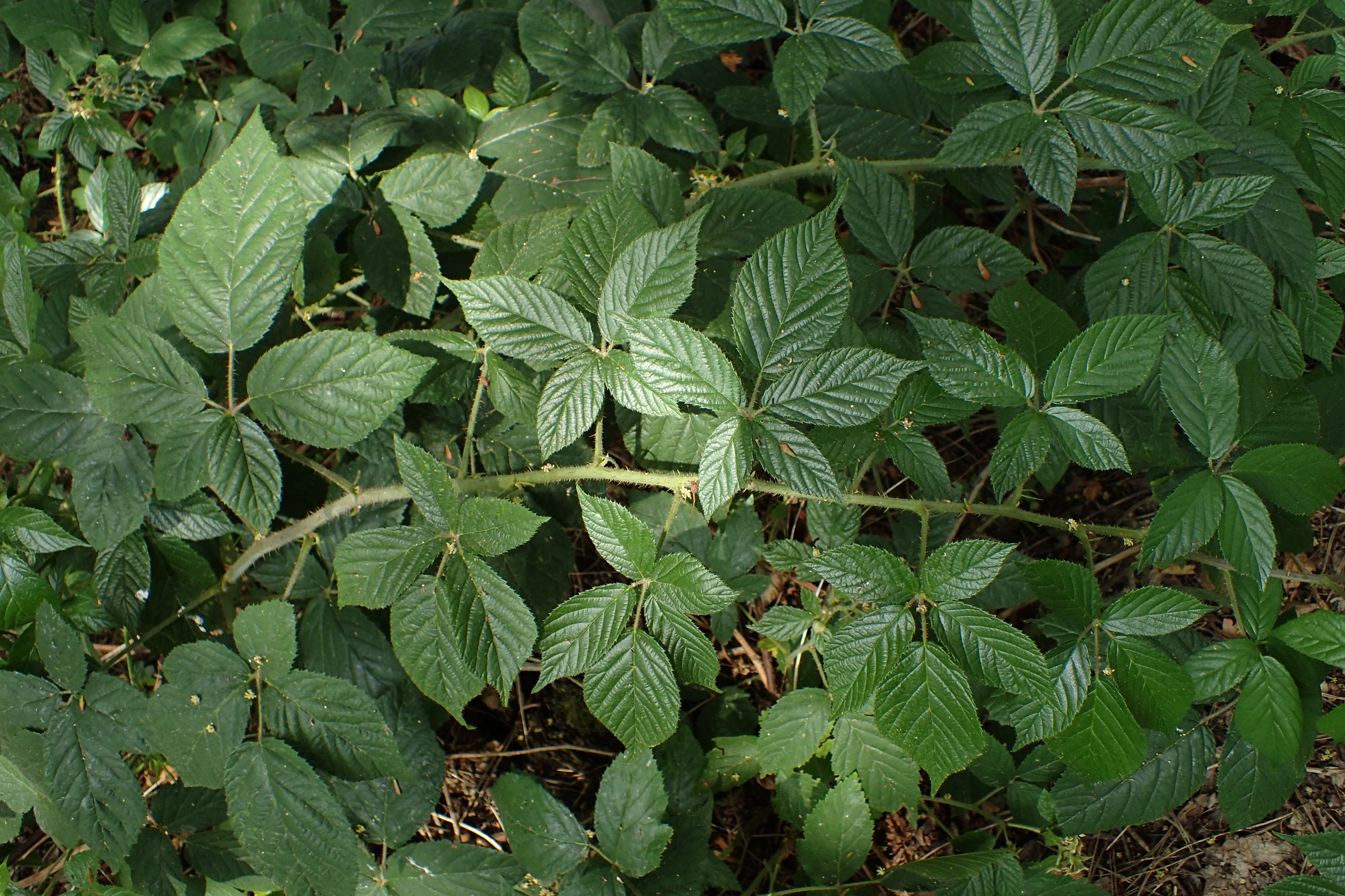 Рубус кз. Rubus автобусы.