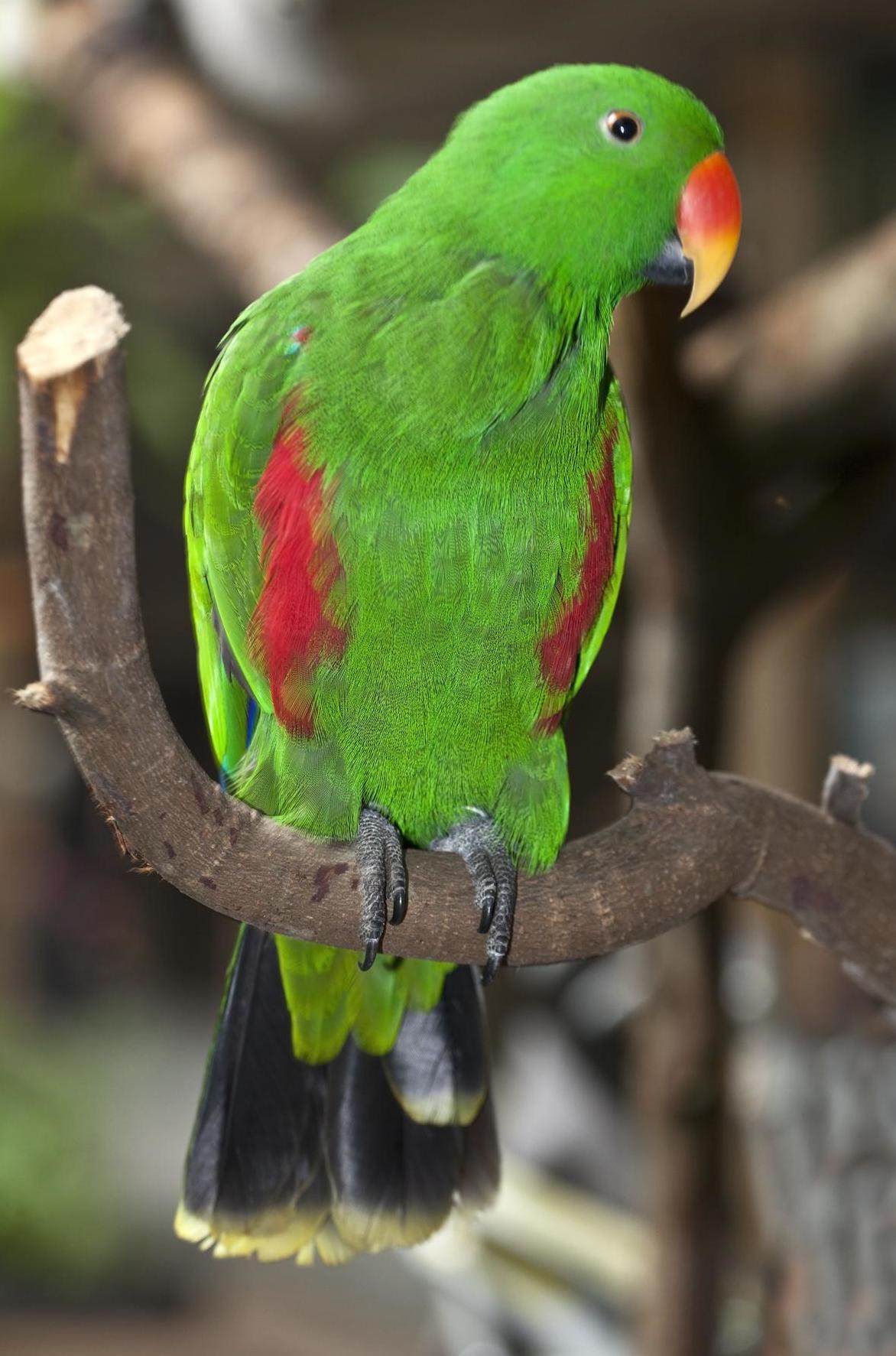 green parrot red beak