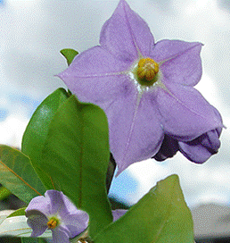 File:Solanumconocarpum.gif