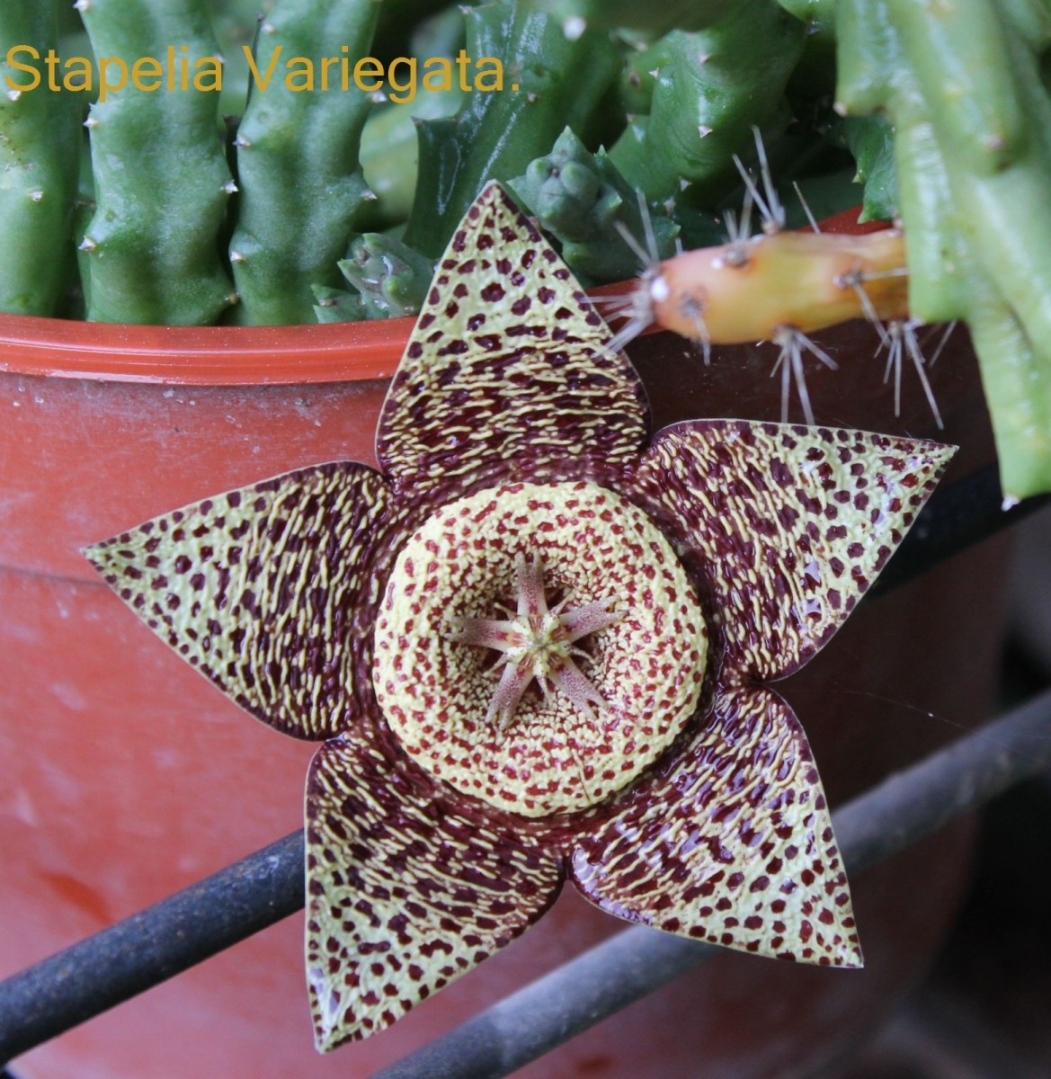 File:Stapelia Variegata..jpg - Wikimedia Commons