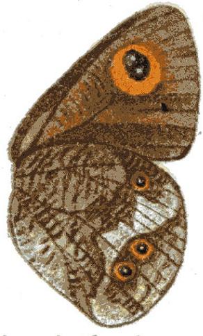 <i>Strabena triophthalma</i> Species of butterfly