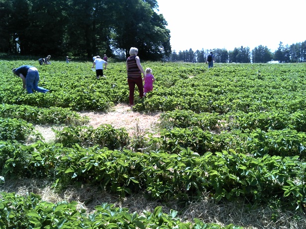 File:Strawberry picking at Charleton Farm - geograph.org.uk - 3548258.jpg