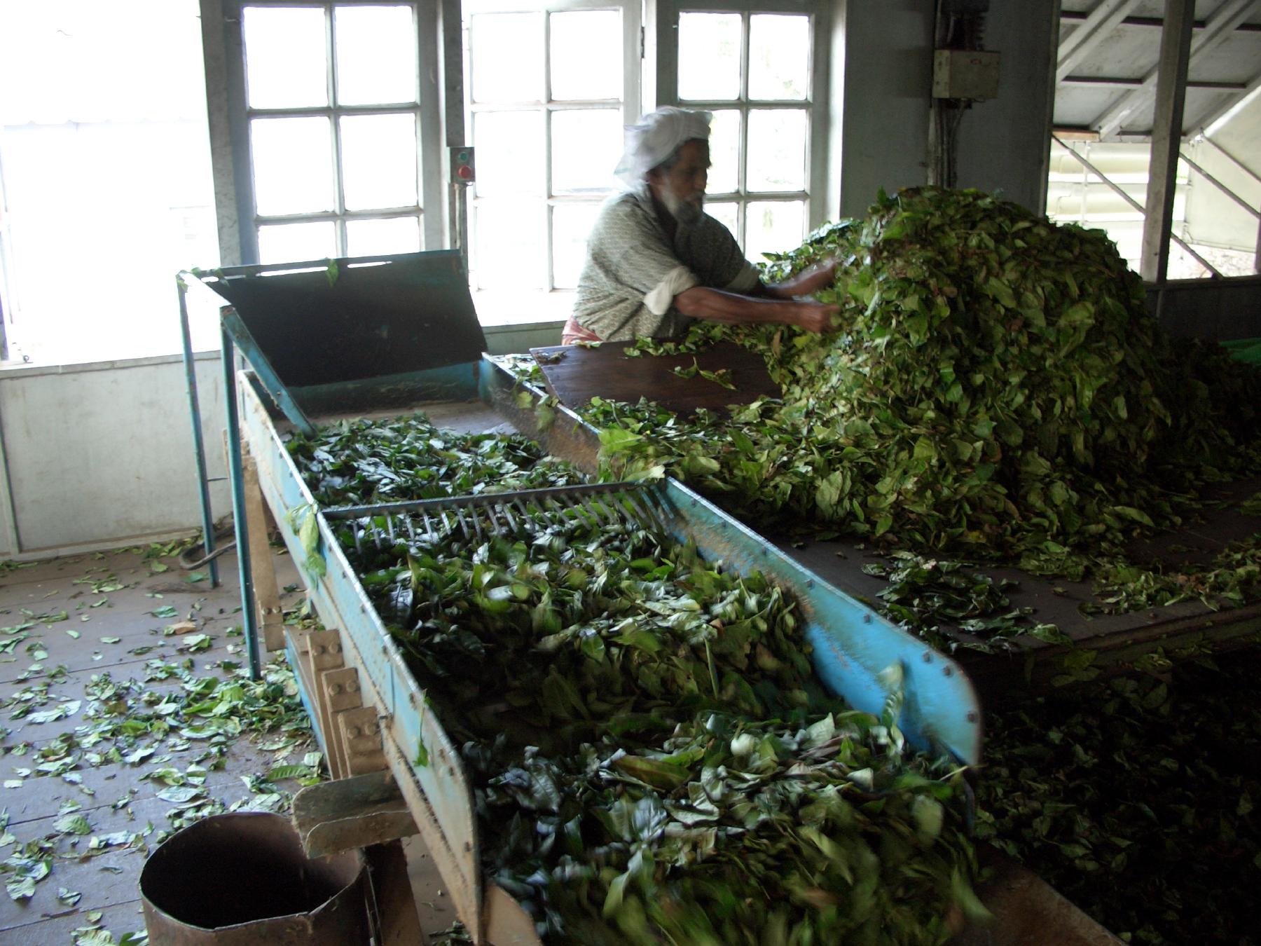 Tea making. Сортировка чая. Сортировка чайного листа. Сортировка чайных листьев. Сортировка чая на производстве.