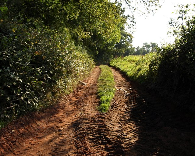 File:Track beside Milverton Wood - geograph.org.uk - 1521850.jpg