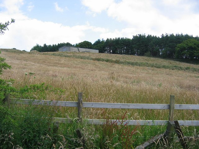 File:Ungrazed field , Cochno - geograph.org.uk - 30671.jpg