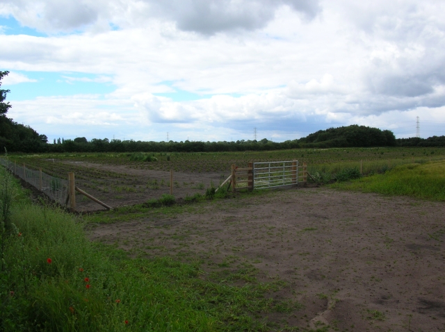 File:Vegetable garden - geograph.org.uk - 906120.jpg