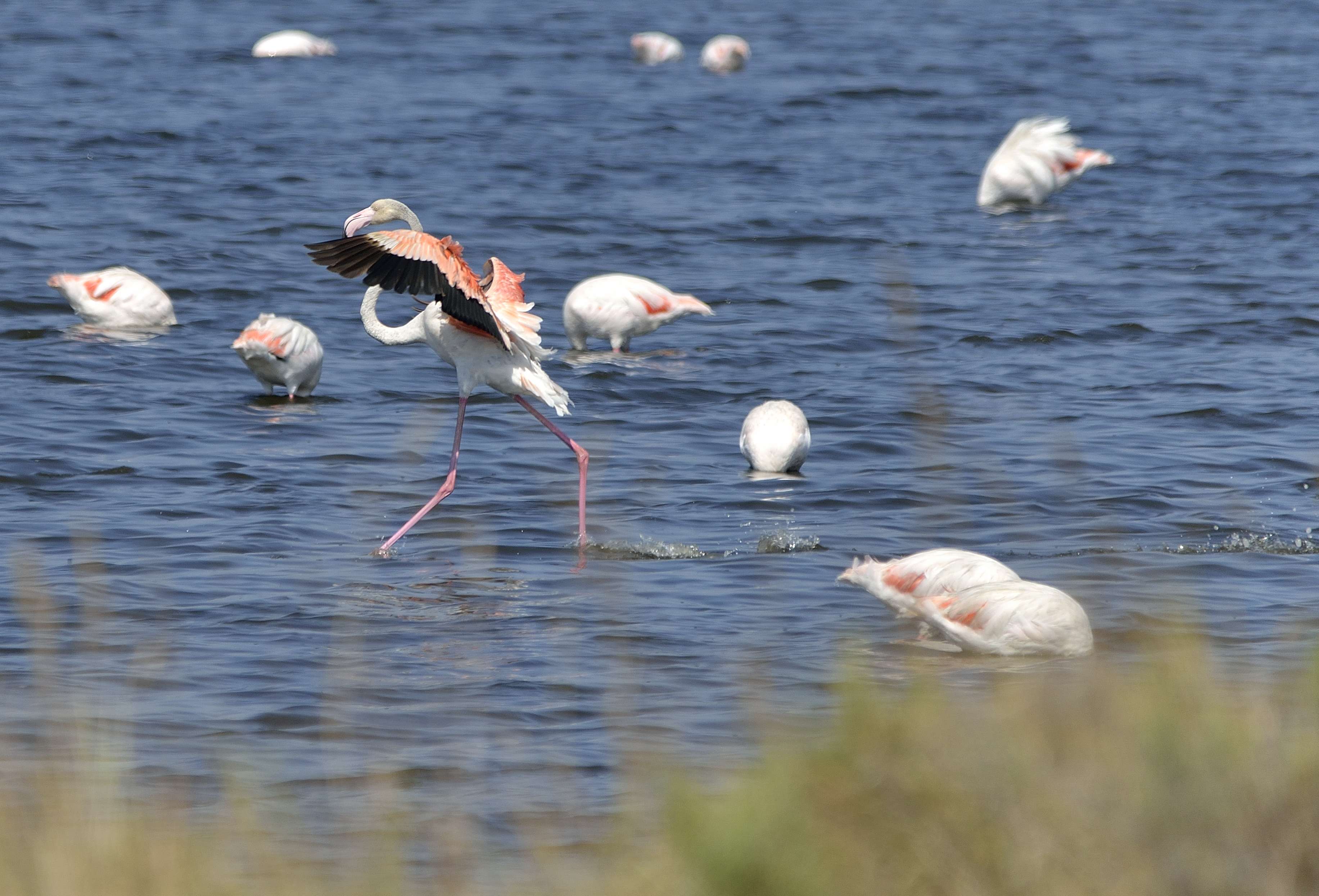 Il volo rosa dei fenicotteri nella Laguna di Orbetello di Ponente