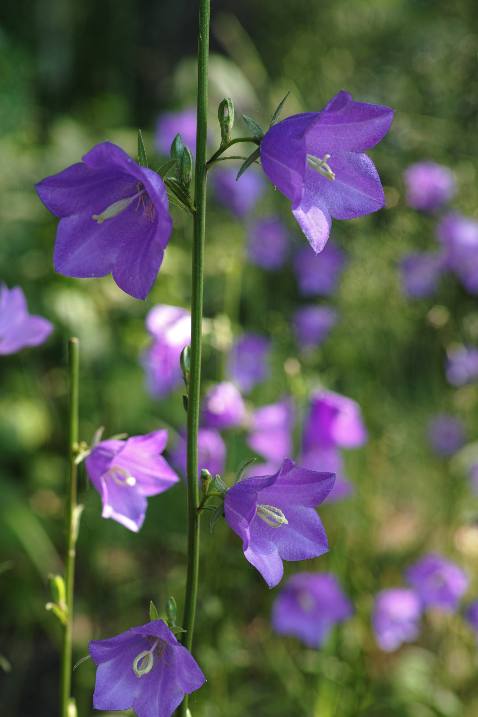 Колокольчик на английском. Колокольчик цветок на английском. Campanula persicifolia Flower.