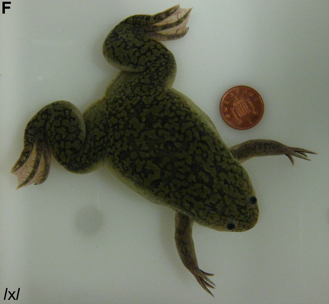 xenopus laevis