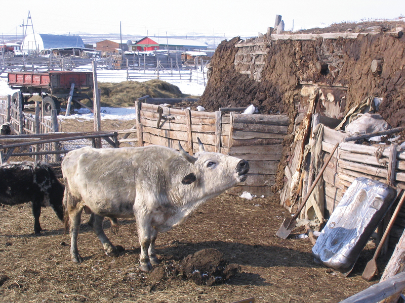File:Yakutian Cattle 02 - Side View.jpeg