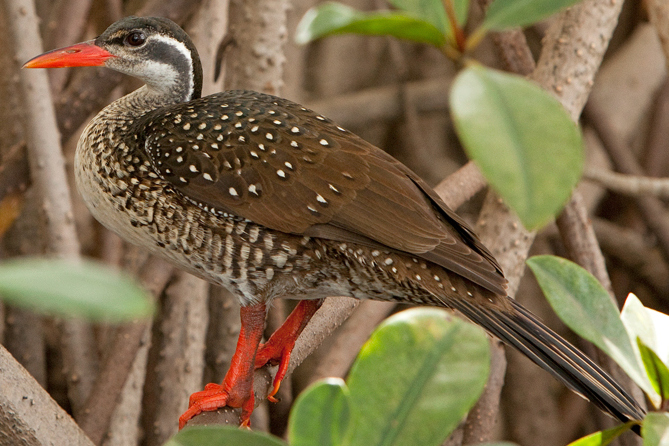 File:African Finfoot, male breeding 1.jpg