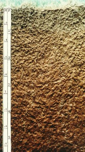 <span class="mw-page-title-main">Alfisol</span> Soil type