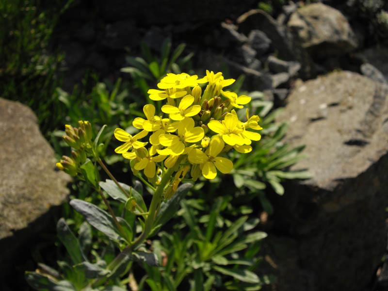 File:Alyssoides utriculata 3.JPG