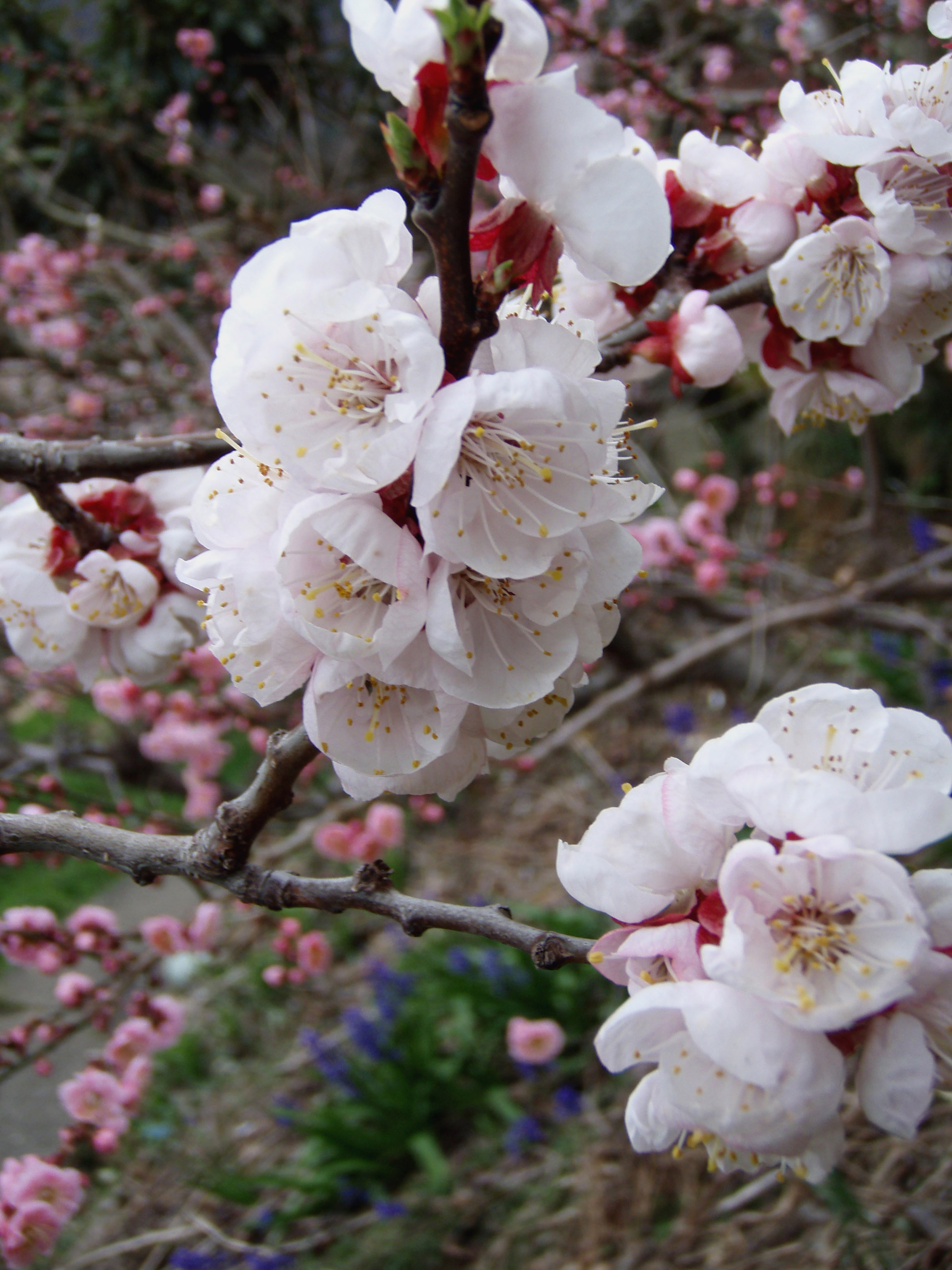 ファイル Apricot Blossom Japan2 Jpg Wikipedia