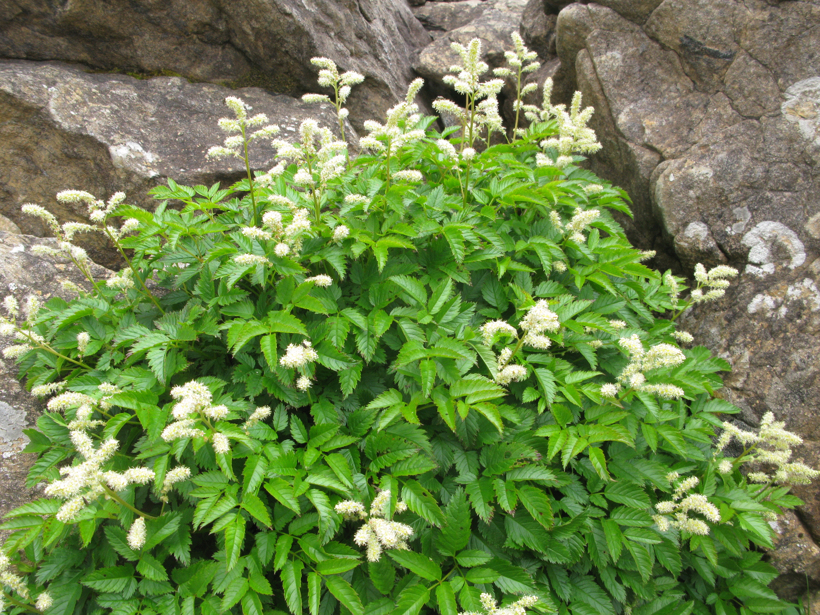 山菜 トリアシショウマ 鳥足升麻 旬の時期 おすすめの食べ方 花や葉の特徴
