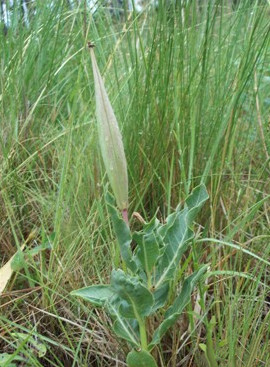 File:Asclepias campestris 03.jpg