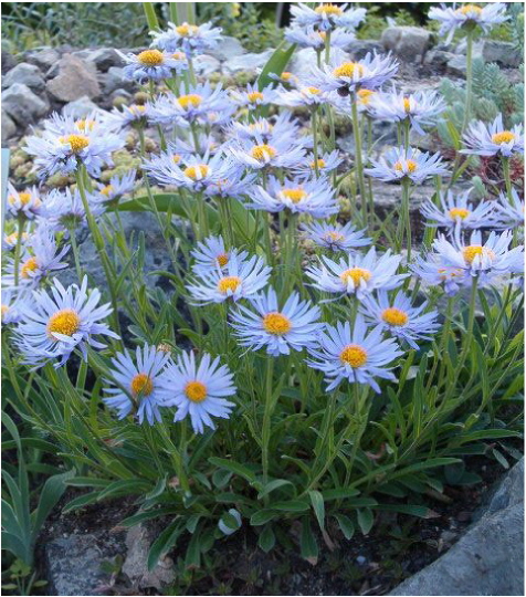 File:Aster alpinus BotGardBln310505.jpg