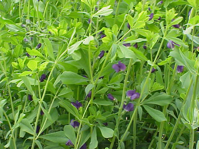 File:Baptisia australis5.jpg