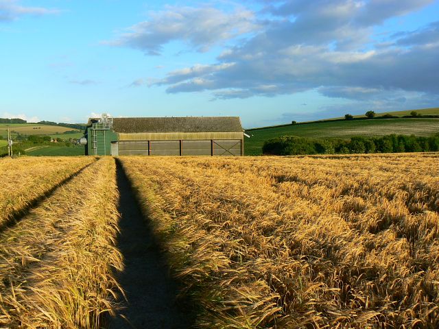 File:Barley, New Barn Farm, Ogbourne St Andrew, Wiltshire - geograph.org.uk - 870495.jpg