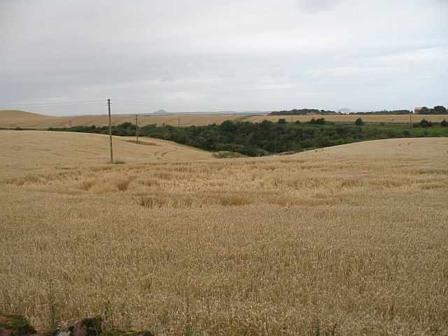 File:Barley field, Spott - geograph.org.uk - 947632.jpg