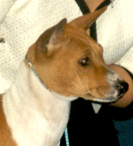 File:Basenji-red&white profile2.jpg