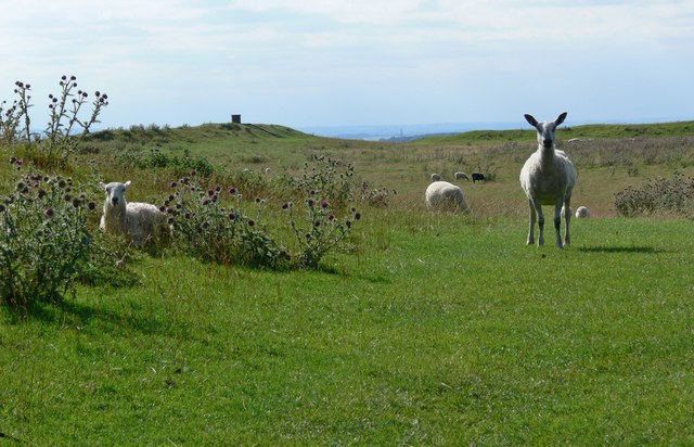 Burrough Hill - geograph.org.uk - 520546