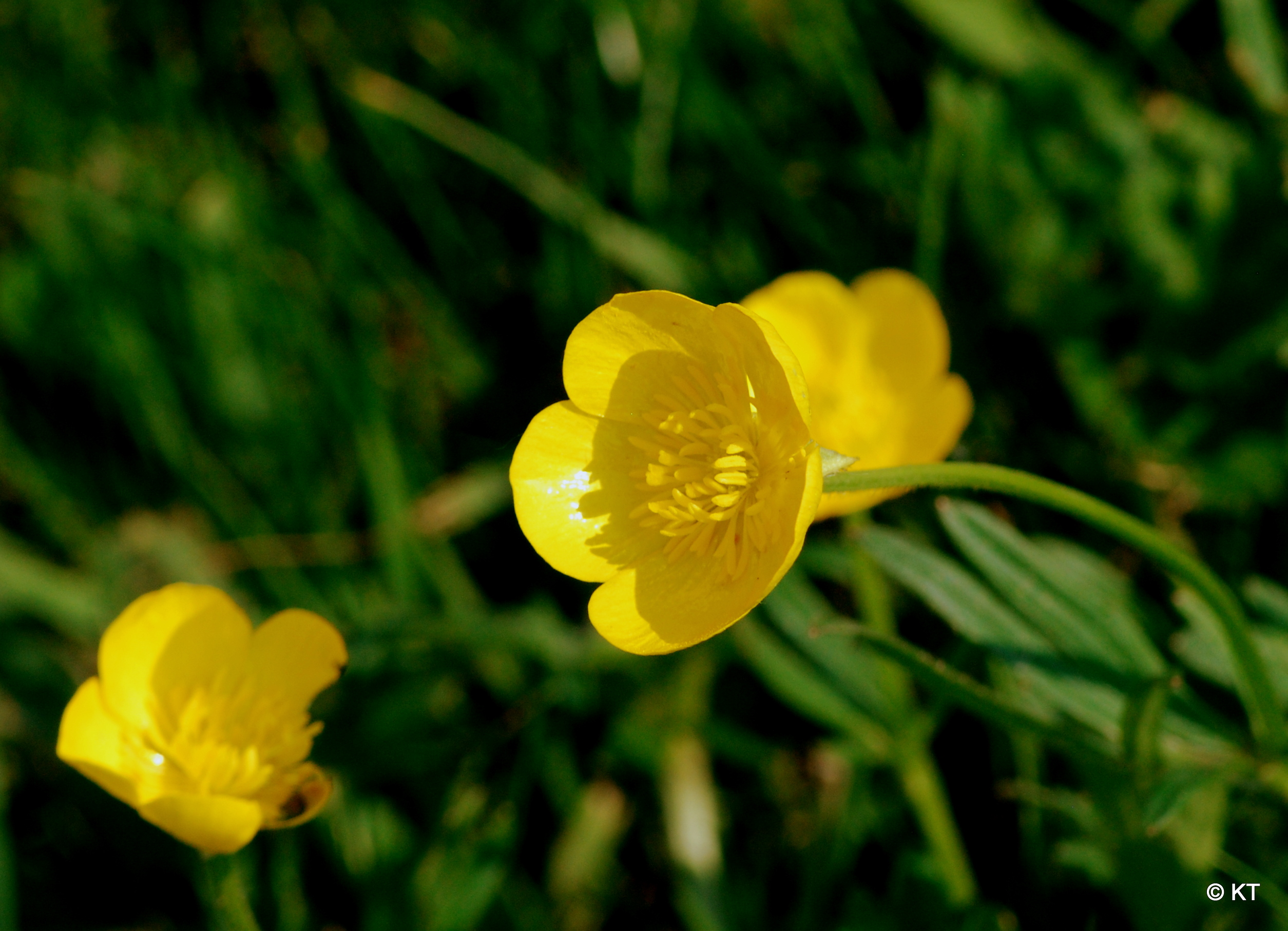 How many types of buttercups are there