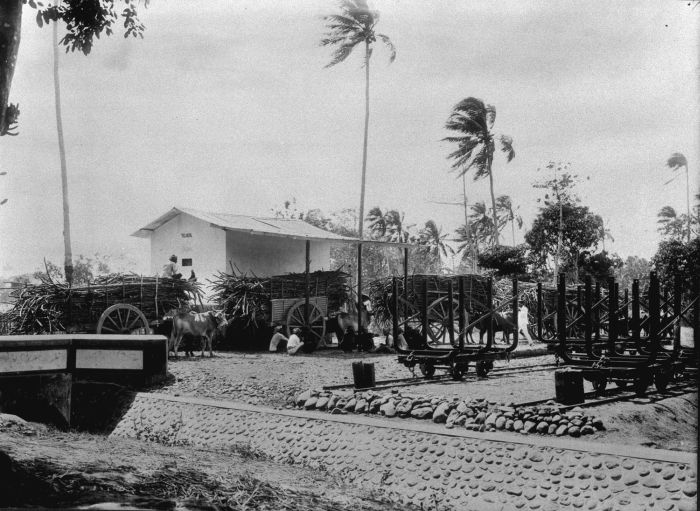 File:COLLECTIE TROPENMUSEUM Riettransport met grobaks tweewielige vrachtkarren op het terrein van de suikerfabriek Tangaran op Oost-Java TMnr 60009947.jpg