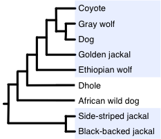 https://upload.wikimedia.org/wikipedia/commons/0/0e/Canis_diagram.png