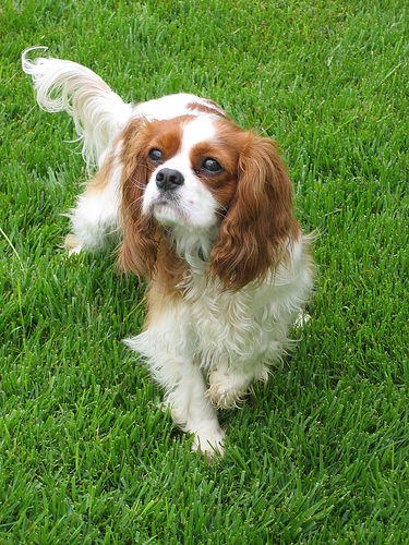 Cavalier King Charles Spaniel, Blenheim variety, with chestnut brown markings on a white background on its back, patches over eyes and all brown ears